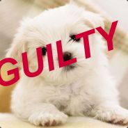 Guilty Puppy