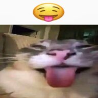Sr Gato