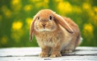 arabbit