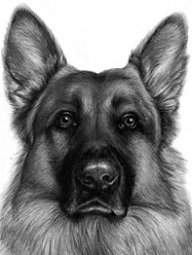 VonStarkeGSD