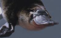 ExtremePlatypus