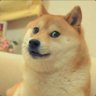 Doge <3