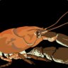 CrayfishTheArrowed