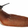 SlowSlug
