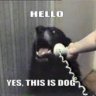 yesthisisdog
